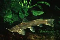 Stargazer mountain catfish (Amphilius uranoscopus)