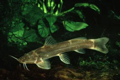 Stargazer mountain catfish (Amphilius uranoscopus)