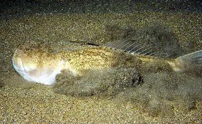 Stargazer (Uranoscopus scaber)