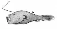 Stargazing seadevil (Ceratias uranoscopus)