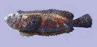 Stargazing stonefish (Trachicephalus uranoscopus)