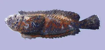 Stargazing stonefish (Trachicephalus uranoscopus)
