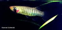 Starhead topminnow (Fundulus dispar)
