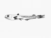 Staring pearleye (Scopelarchus guentheri)