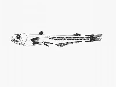 Staring pearleye (Scopelarchus guentheri)