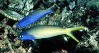 Stark's tilefish (Hoplolatilus starcki)