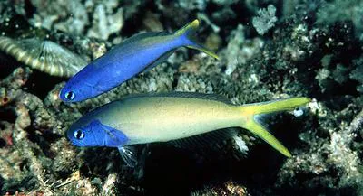 Stark's tilefish (Hoplolatilus starcki)