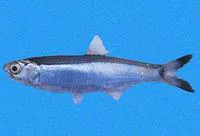 Starks's anchovy (Anchoa starksi)
