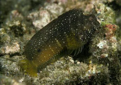 Starry blenny (Salarias ramosus)