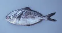Starry butterfish (Stromateus stellatus)