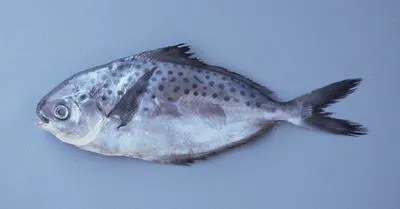 Starry butterfish (Stromateus stellatus)