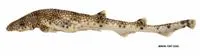 Starry catshark (Asymbolus galacticus)