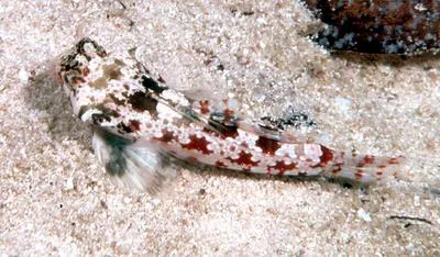 Starry dragonet (Synchiropus stellatus)