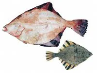 Starry flounder (Platichthys stellatus)