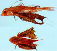 Starry flying gurnard (Dactyloptena peterseni)