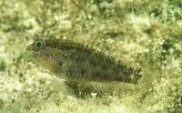 Starry goby (Asterropteryx semipunctata)
