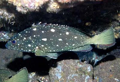Starry grouper (Epinephelus labriformis)