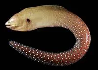 Starry moray (Gymnothorax nudivomer)