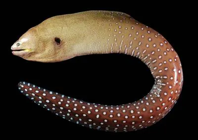 Starry moray (Gymnothorax nudivomer)