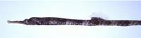 Starry pipefish (Halicampus punctatus)