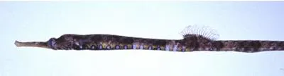 Starry pipefish (Halicampus punctatus)