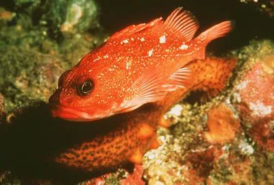 Starry rockfish (Sebastes constellatus)