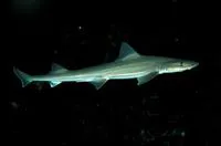Starry smooth-hound (Mustelus asterias)