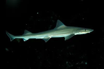 Starry smooth-hound (Mustelus asterias)