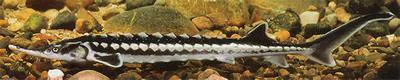 Starry sturgeon (Acipenser stellatus)