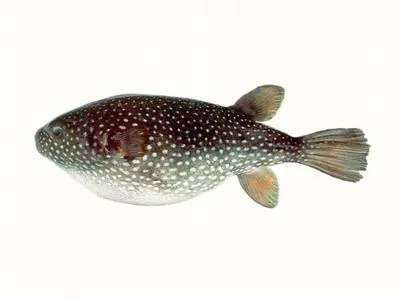 Starry toado (Arothron firmamentum)