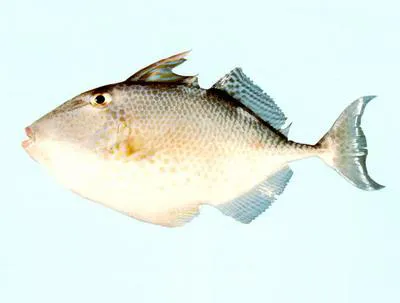 Starry triggerfish (Abalistes stellaris)
