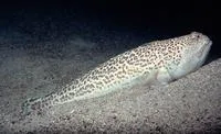 Starry weever (Trachinus radiatus)
