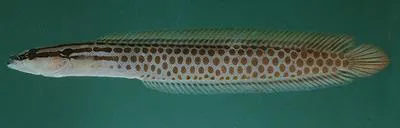 Stars-and-stripes snakelet (Haliophis diademus)