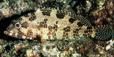 Starspotted grouper (Epinephelus hexagonatus)