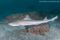 Starspotted smooth-hound (Mustelus manazo)