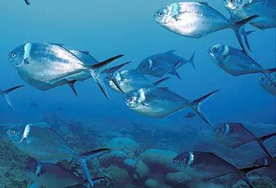 Steel pompano (Trachinotus stilbe)