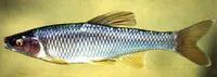 Steelcolor shiner (Cyprinella whipplei)