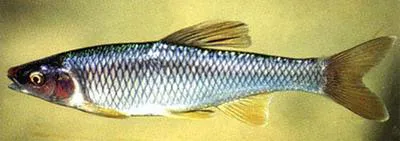 Steelcolor shiner (Cyprinella whipplei)