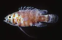 Steene's prettyfin (Steeneichthys plesiopsus)