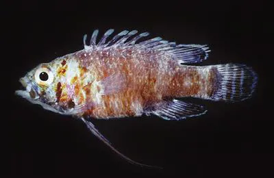 Steene's prettyfin (Steeneichthys plesiopsus)