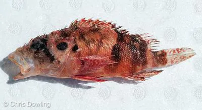 Steene's scorpionfish (Scorpaenodes steenei)