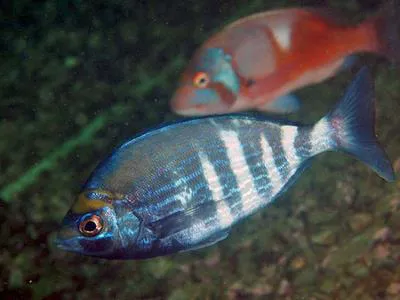 Steentjie seabream (Spondyliosoma emarginatum)