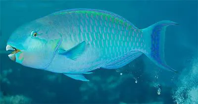 Steephead parrotfish (Chlorurus strongylocephalus)