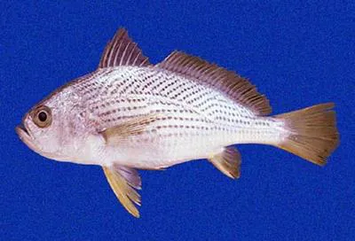Steeplined drum (Larimus acclivis)