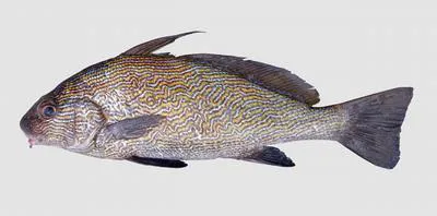 Steindachner's drum (Umbrina steindachneri)