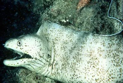 Steindachner's moray eel (Gymnothorax steindachneri)