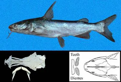 Steindachner's sea catfish (Cathorops steindachneri)