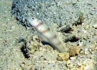 Steinitz' prawn-goby (Amblyeleotris steinitzi)