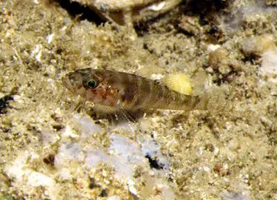 Steinitz's goby (Gammogobius steinitzi)