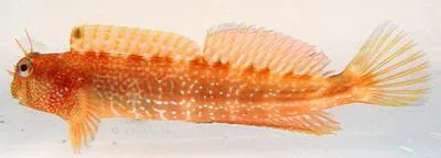 Stellar rockskipper (Entomacrodus stellifer)